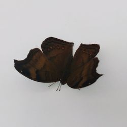 Close-up of butterfly on white background