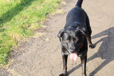 High angle view of black dog