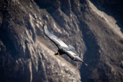 Condor flying in the colca canyon, peru