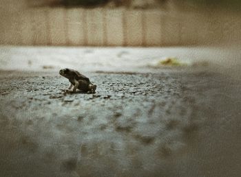 Lizard on ground