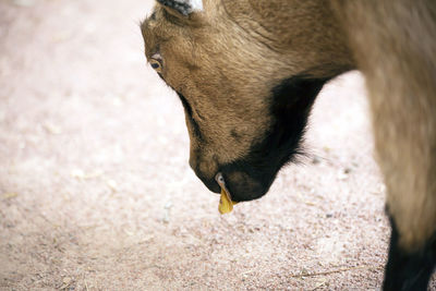 Close-up of horse eating