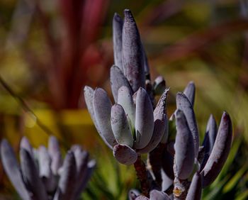 Close-up of flowers