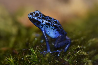 Close-up of lizard on rock