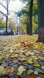 Autumn leaves on tree