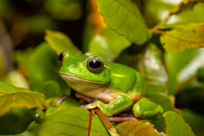 Close-up of frog on plant