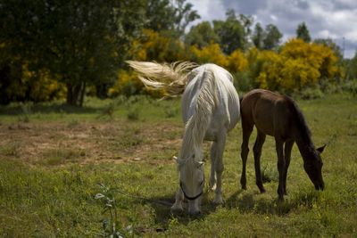 Horse on field