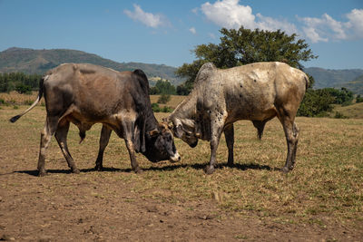 Horses in a field