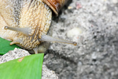 Close-up of snail