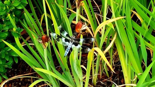 Close-up of ladybug on field