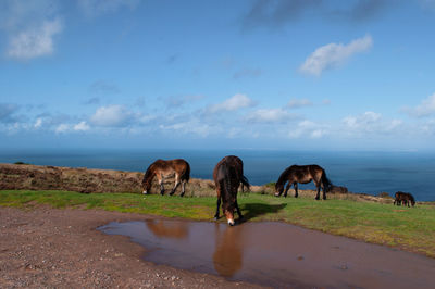 Horses in a field