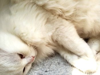 Close-up of cat lying down on carpet