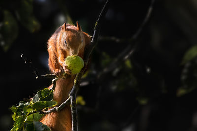 Close-up of squirrel