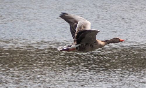 Close-up of bird on wall
