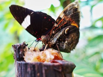 Close-up of butterfly on flower