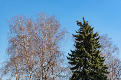 Low angle view of trees against clear blue sky