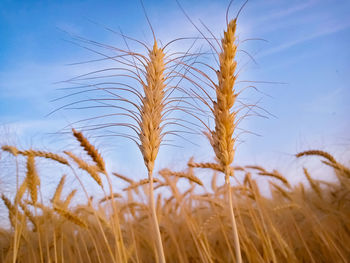 Close-up of wheat growing on field against sky