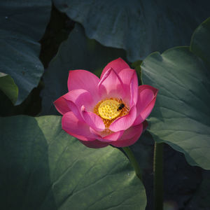 Close-up of pink lotus water lily blooming outdoors