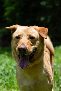 Close-up portrait of dog on field