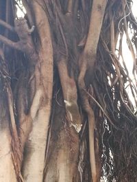 Close-up of lizard on tree trunk in forest