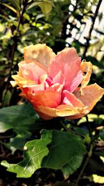 Close-up of flower blooming outdoors