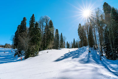 Trees on snow covered land against sky