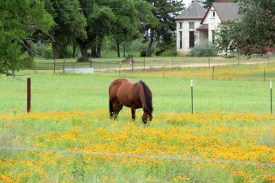 Horse grazing on field