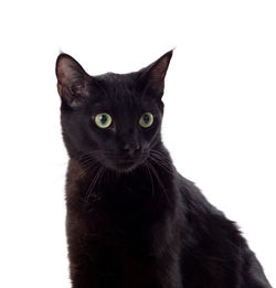 Portrait of black cat against white background