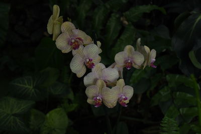 Close-up of flowers blooming outdoors