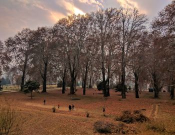 Bare trees on landscape against sky