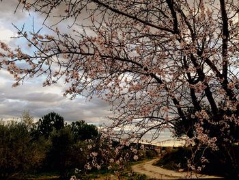 Bare trees against cloudy sky