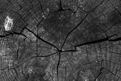 Full frame shot of tree stump