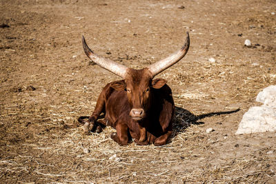 Portrait of bull