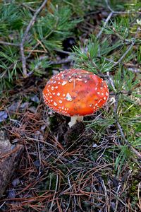 Close-up of mushroom growing in field