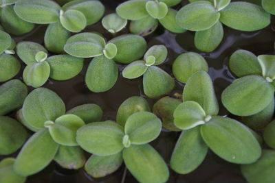 Full frame shot of green leaves