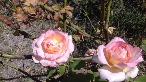 Close-up of pink roses blooming outdoors