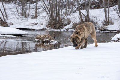 View of two dogs on snow covered land