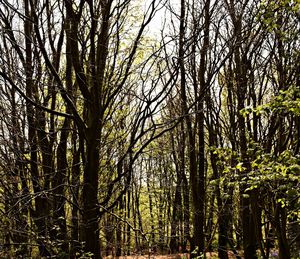 View of trees in forest