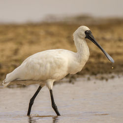 Close-up of bird on beach