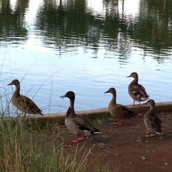 Birds in calm lake