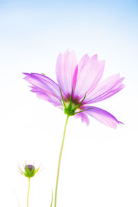 Low angle view of flowers blooming against clear sky