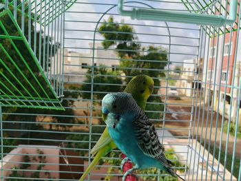 Close-up of parrot perching in cage