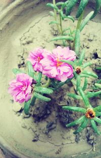 High angle view of pink flowers blooming outdoors