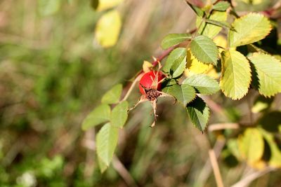 Close-up of insect on flower