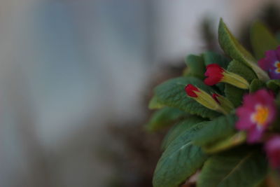 Close-up of flowering plant