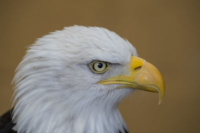 Close-up of eagle against blurred background