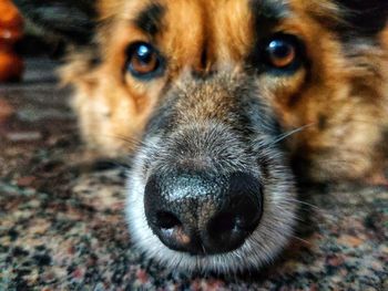 Close-up portrait of dog