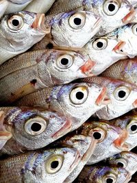 Full frame shot of fish for sale