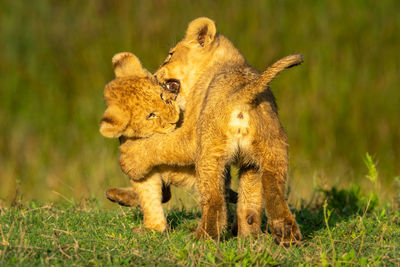 Two lion cubs playfully biting each other