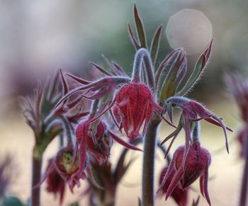 Close-up of red flowering plant