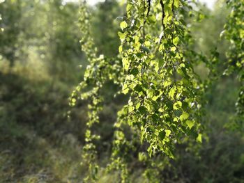 Close-up of fresh green plant